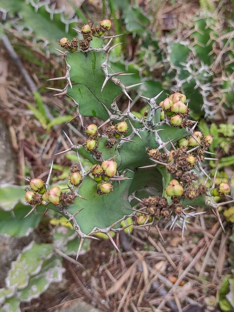 Euphorbia grandicornis fruit