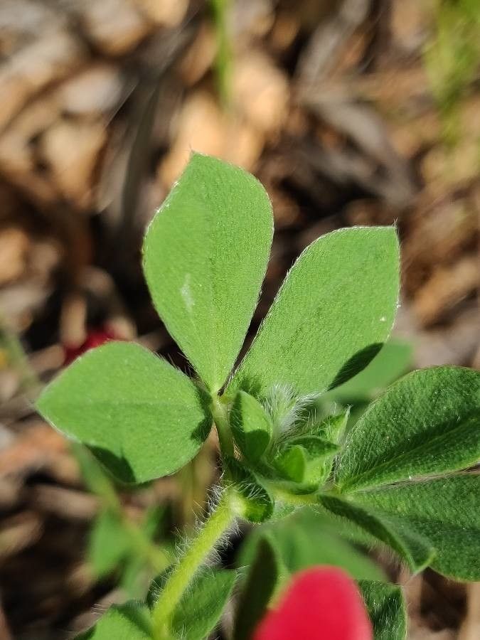 Lotus purpureus — search result for 'Lotus'