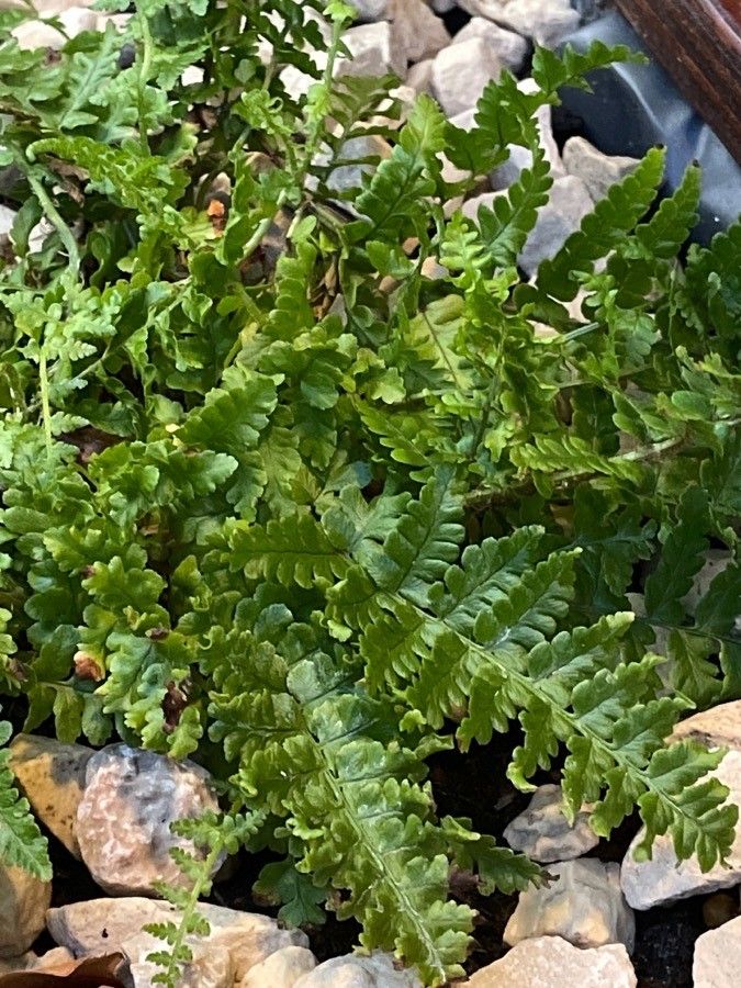 Asplenium obovatum — houseplant care guide