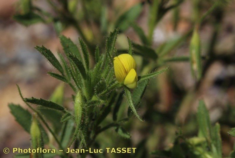 Ononis sicula — houseplant care guide