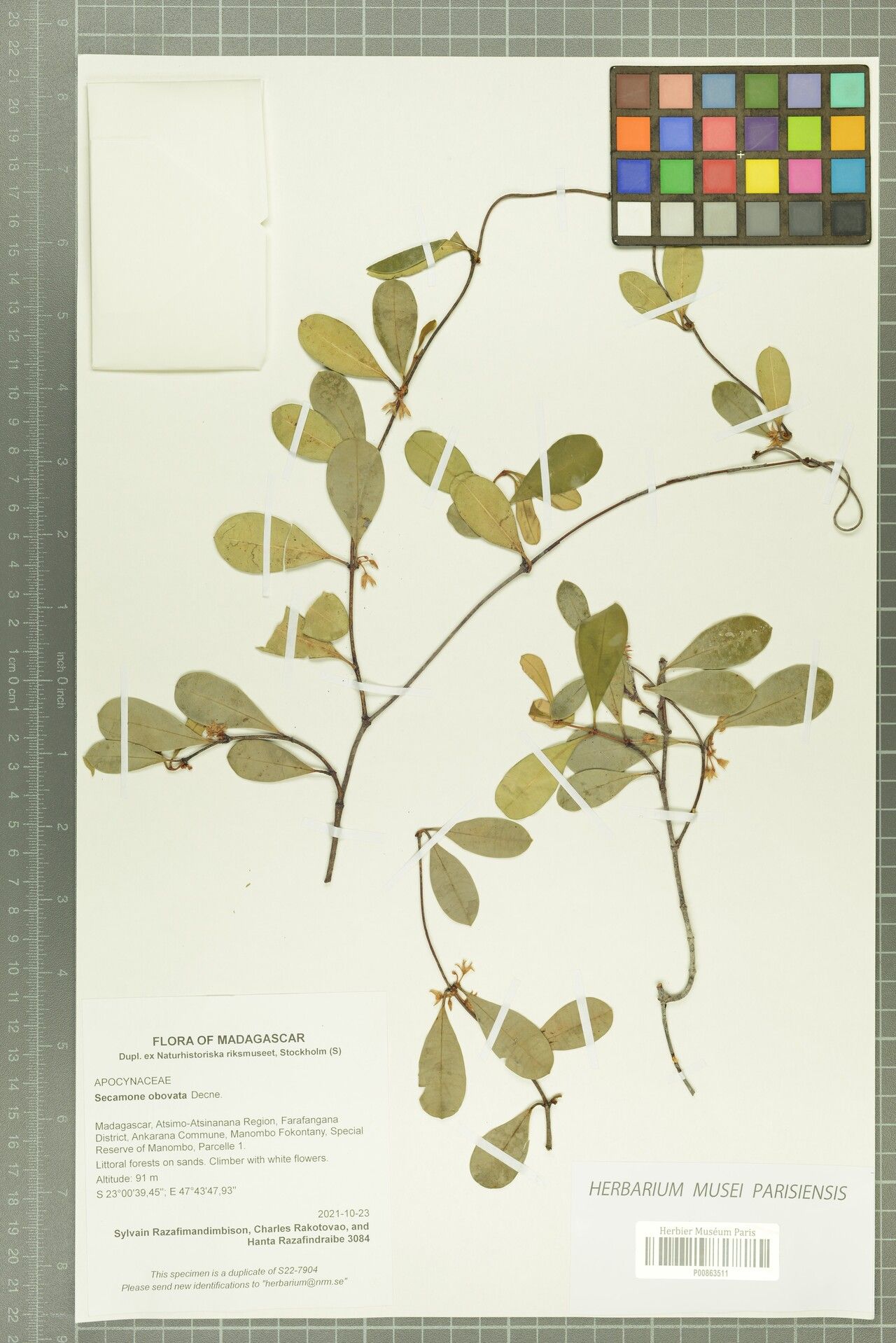 Secamone obovata — houseplant care guide