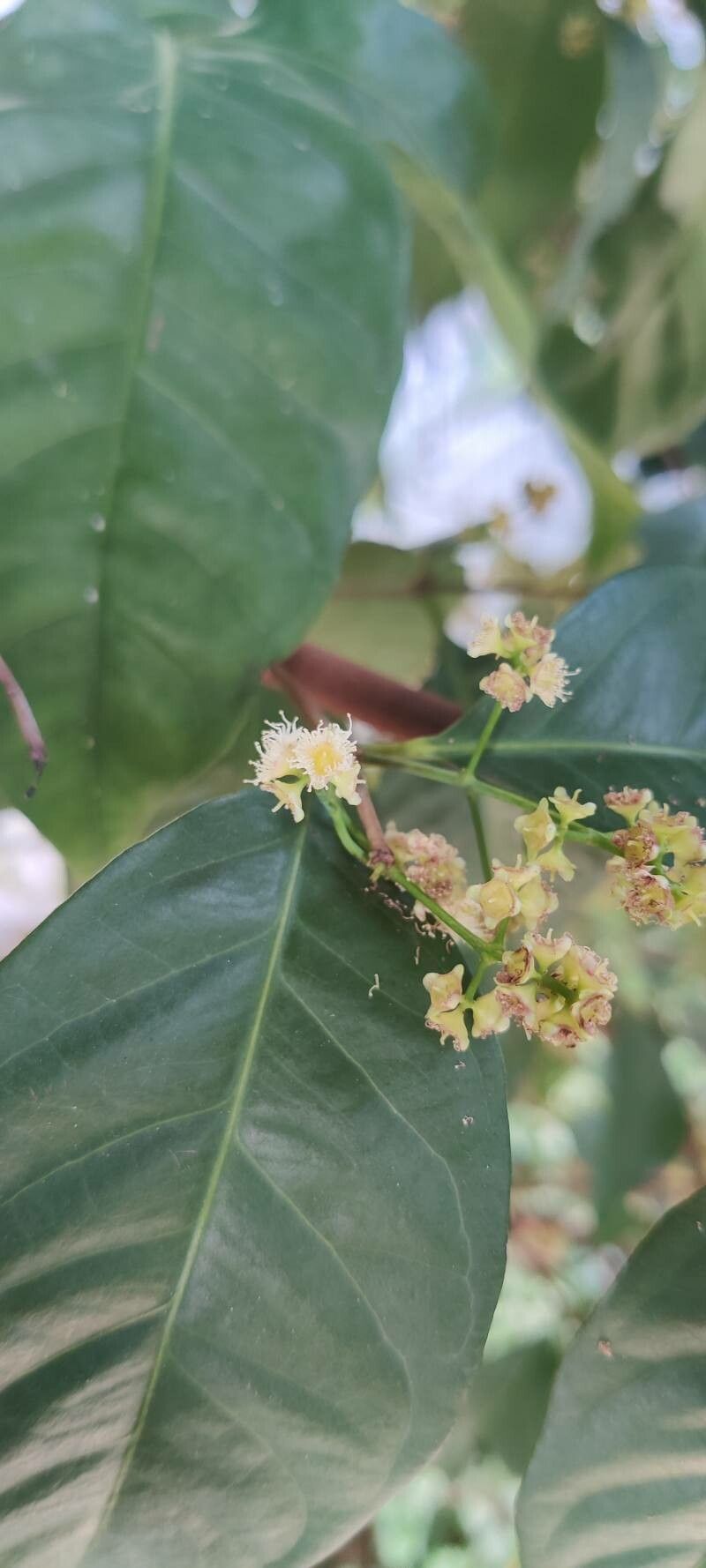 Syzygium polyanthum flower