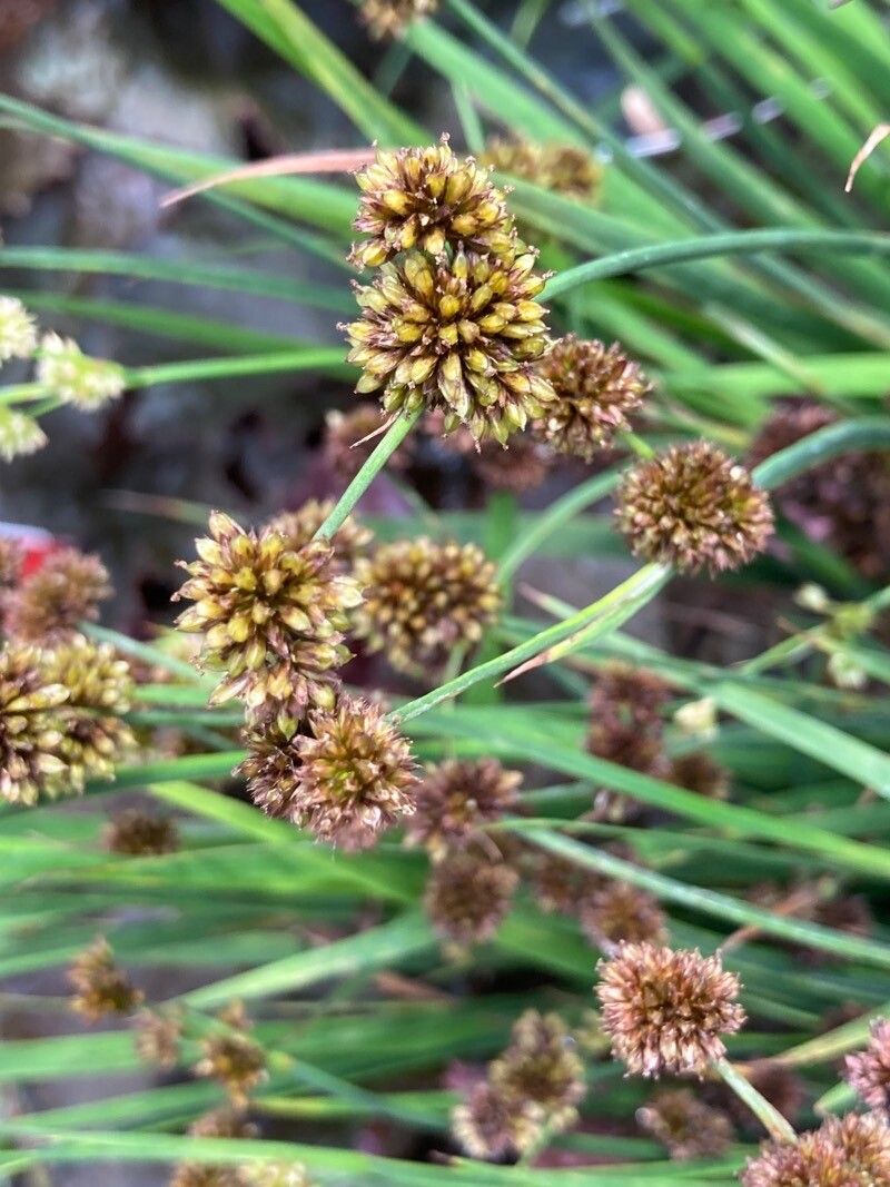 Juncus ensifolius flower