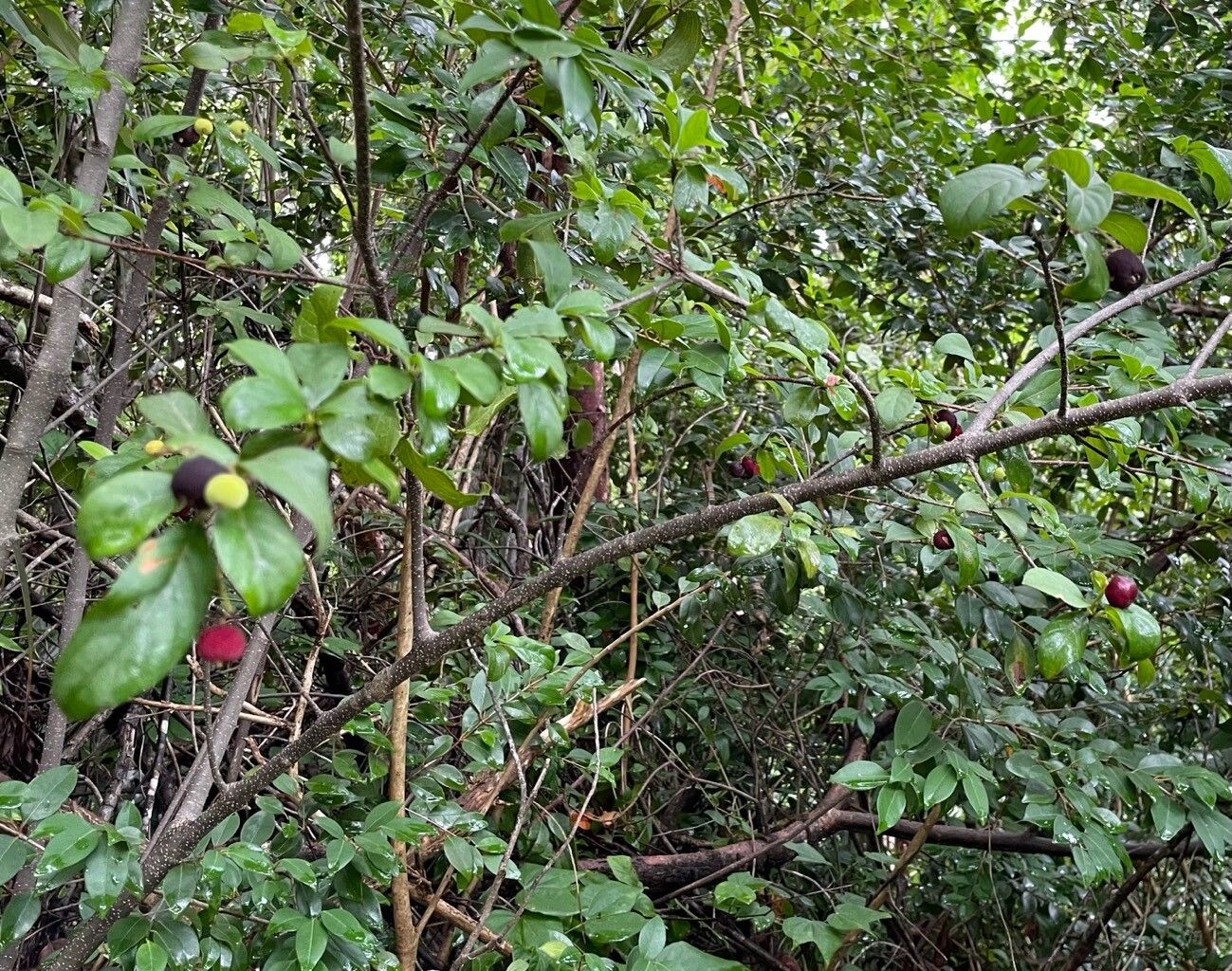 Guettarda elliptica bark