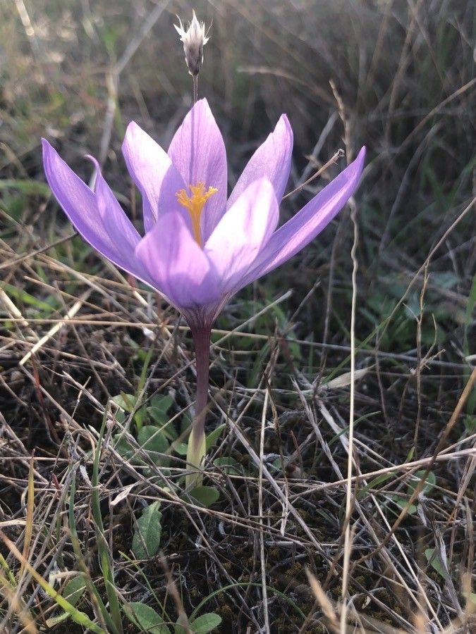 Crocus serotinus flower