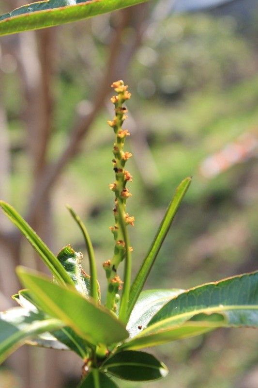 Stillingia lineata fruit