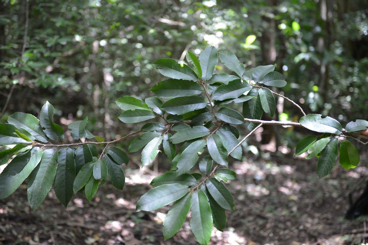 Zuelania guidonia other
