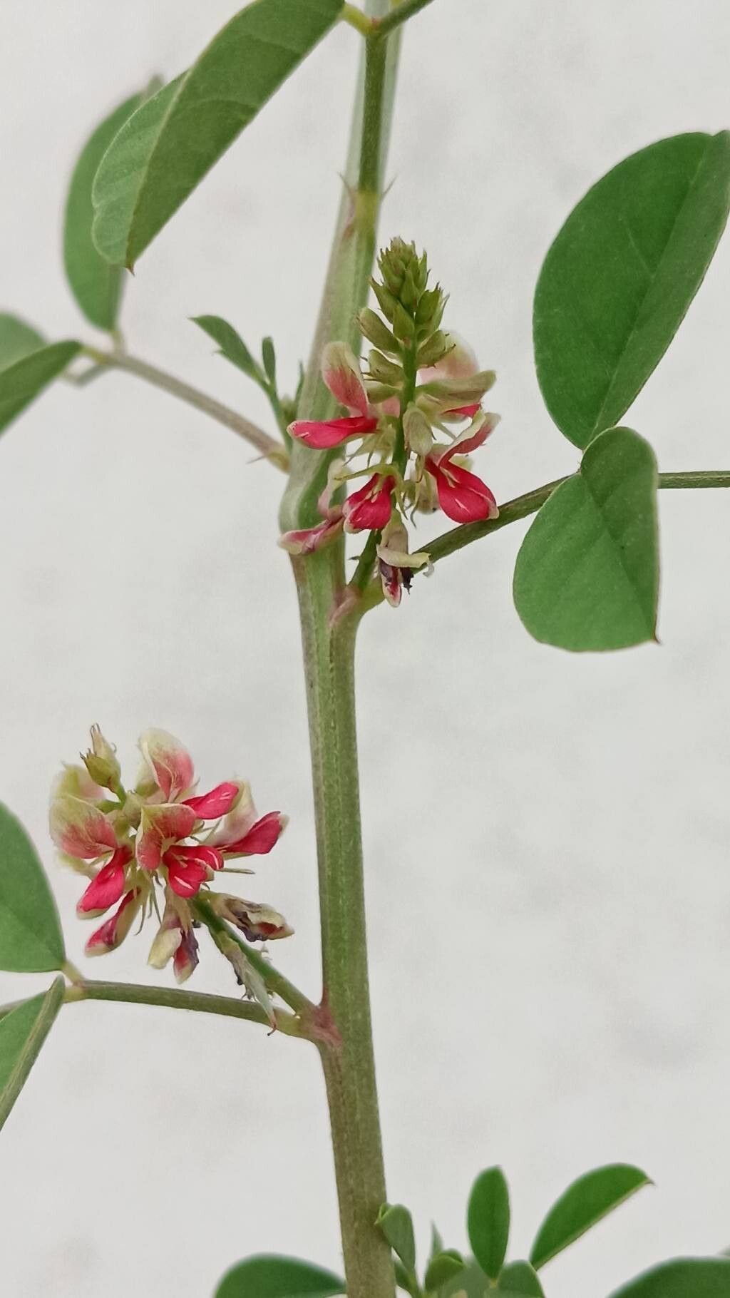 Indigofera trita flower