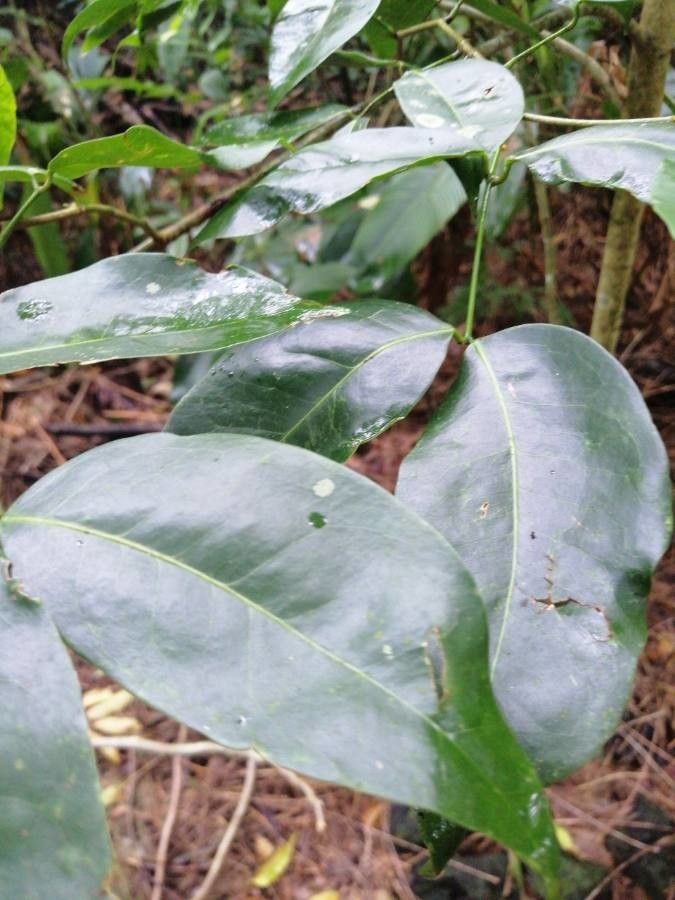 Intsia bijuga — search result for 'Fiji'