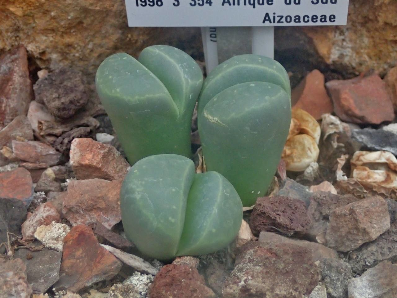 Lithops olivacea leaf