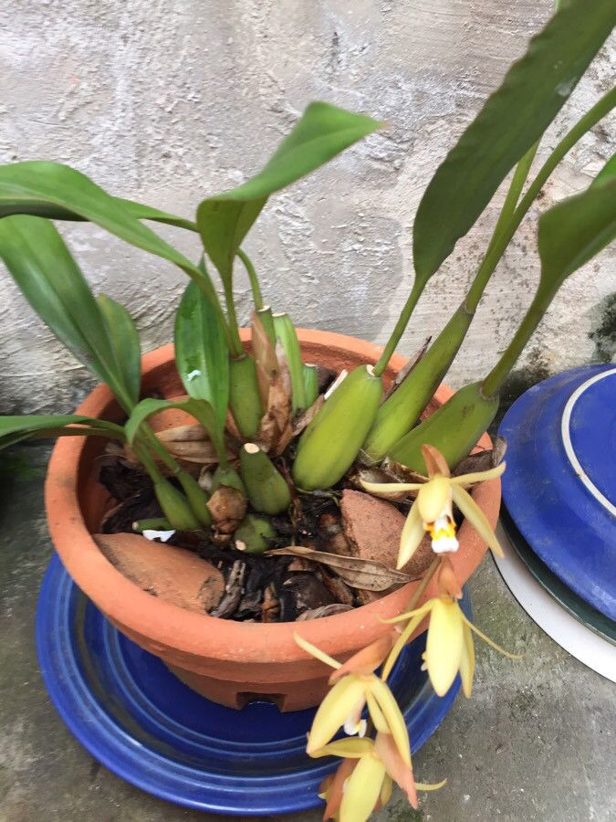 Maxillaria porrecta flower