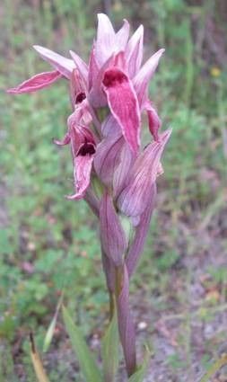 Serapias nurrica flower