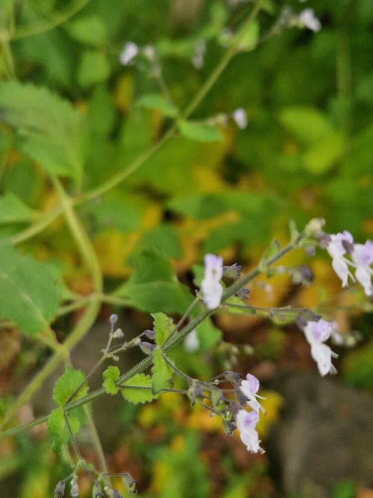 Plectranthus grallatus flower