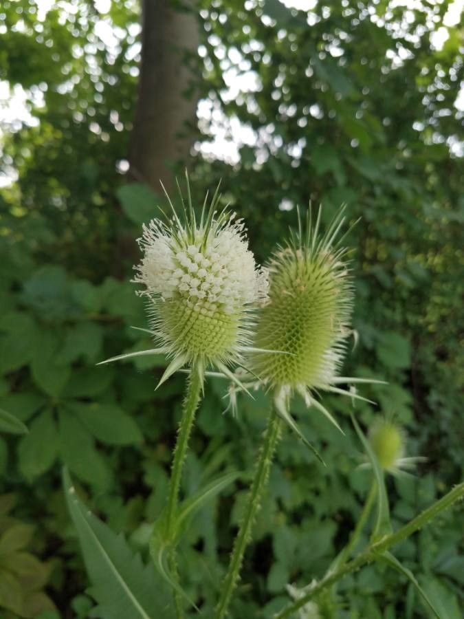 Dipsacus laciniatus fruit
