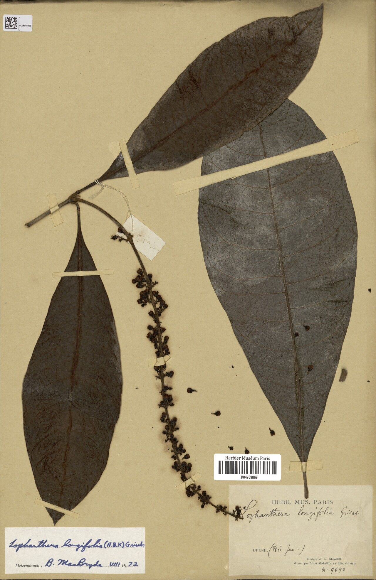 Lophanthera longifolia — related species from the same genus