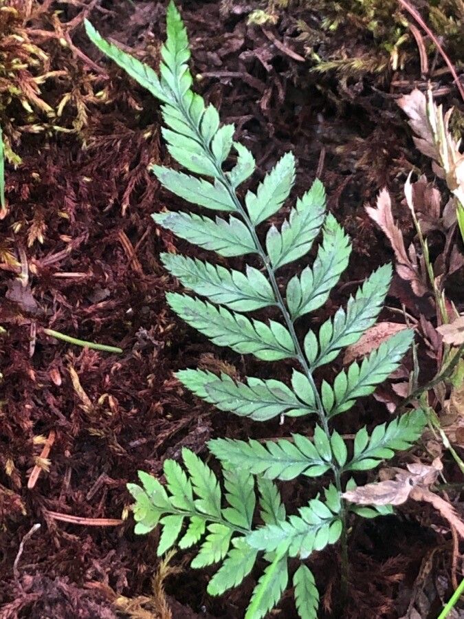 Polystichum luctuosum leaf
