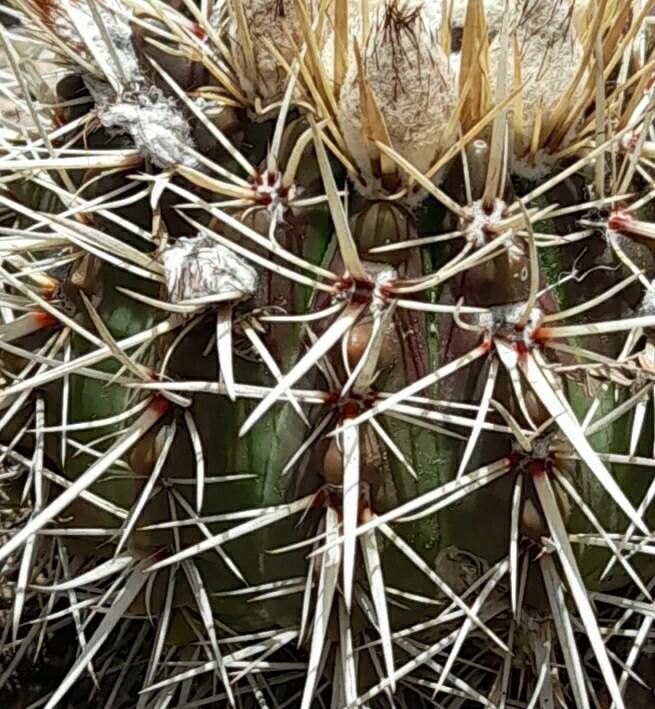Parodia mammulosa leaf