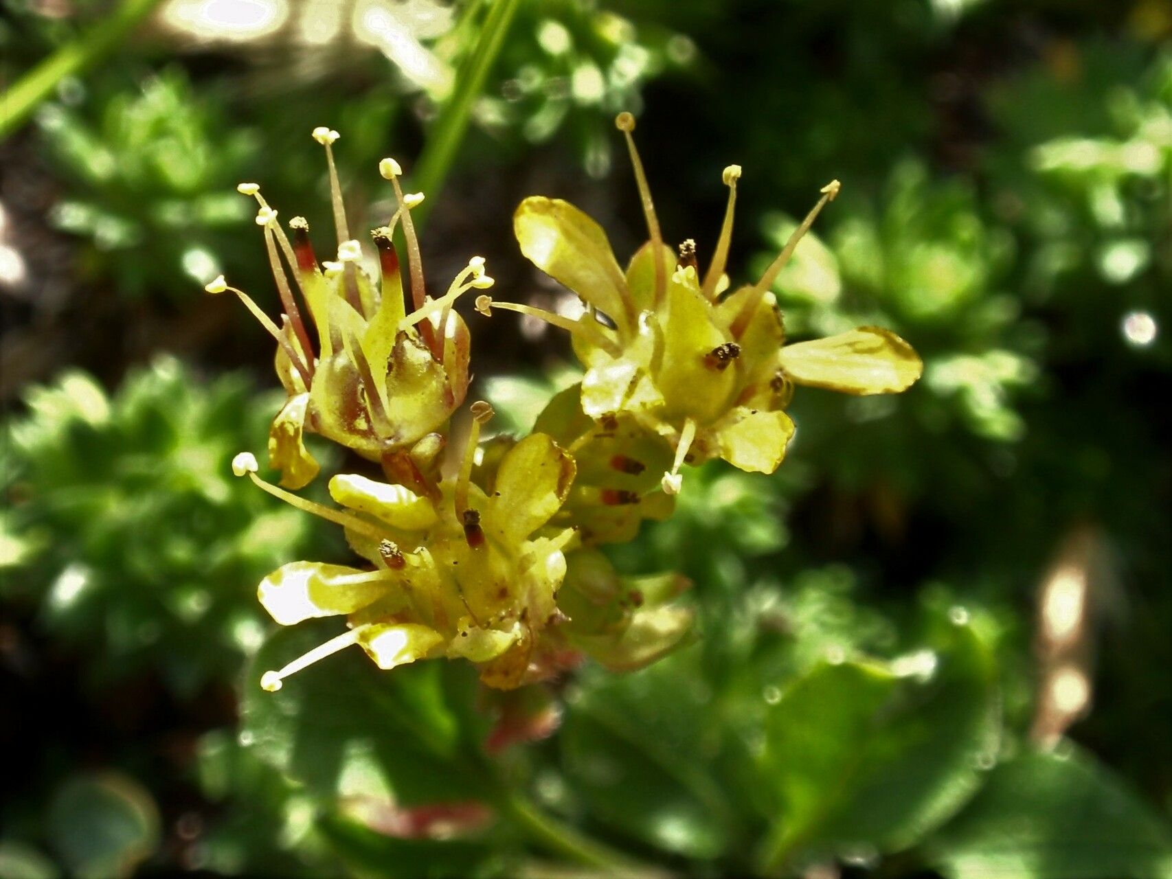 Saxifraga × elisabethiae flower
