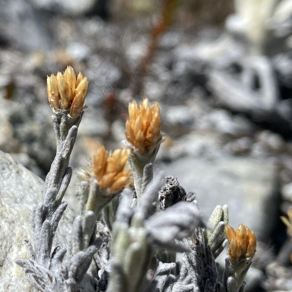 Achyrocline lehmannii flower