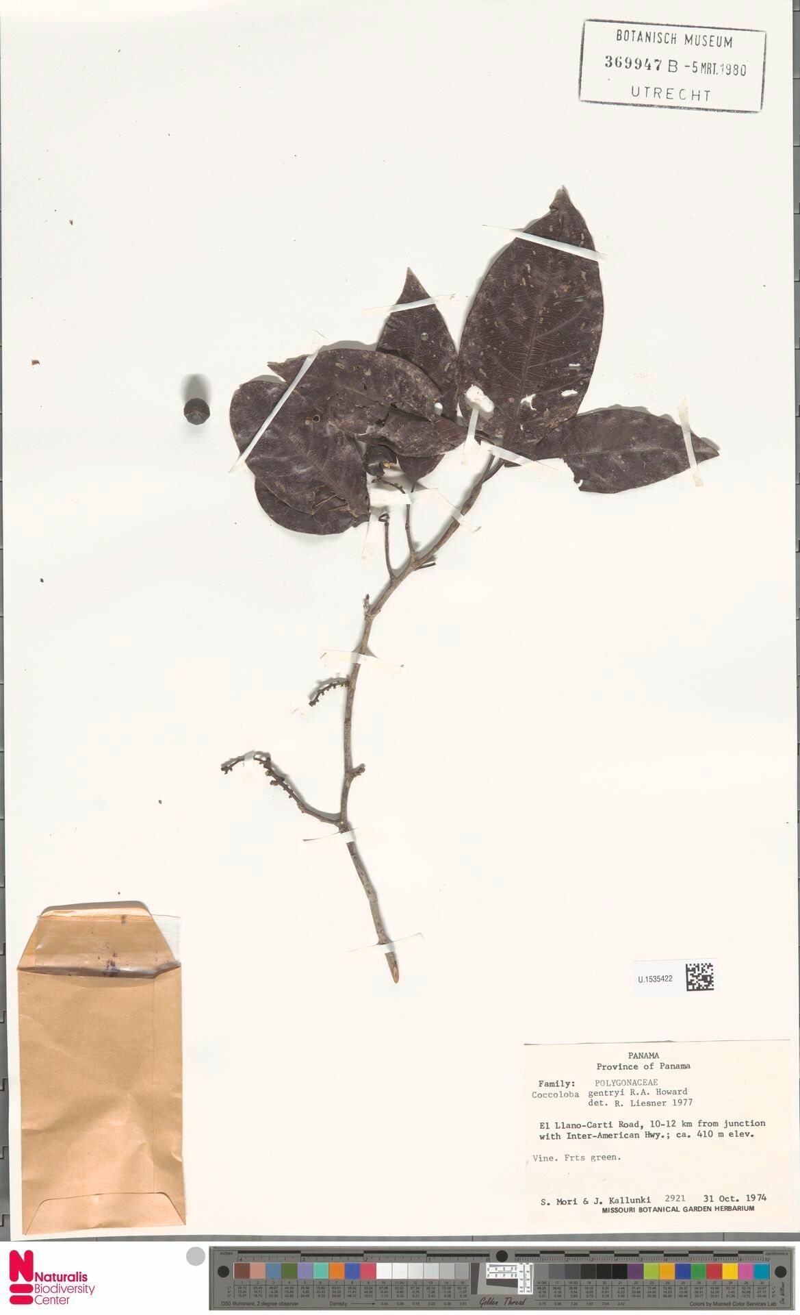 Coccoloba gentryi — houseplant care guide