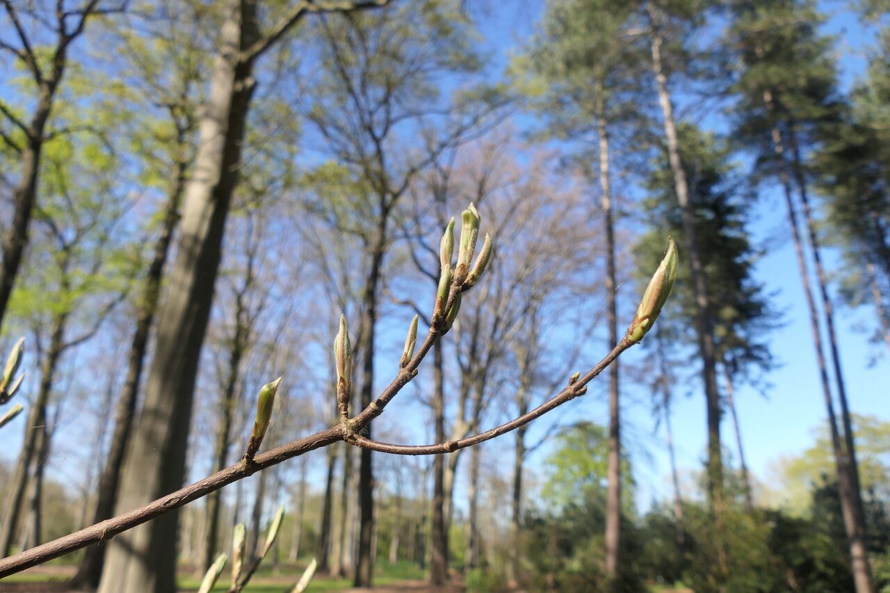 Acer sterculiaceum — search result for 'Bhutan'