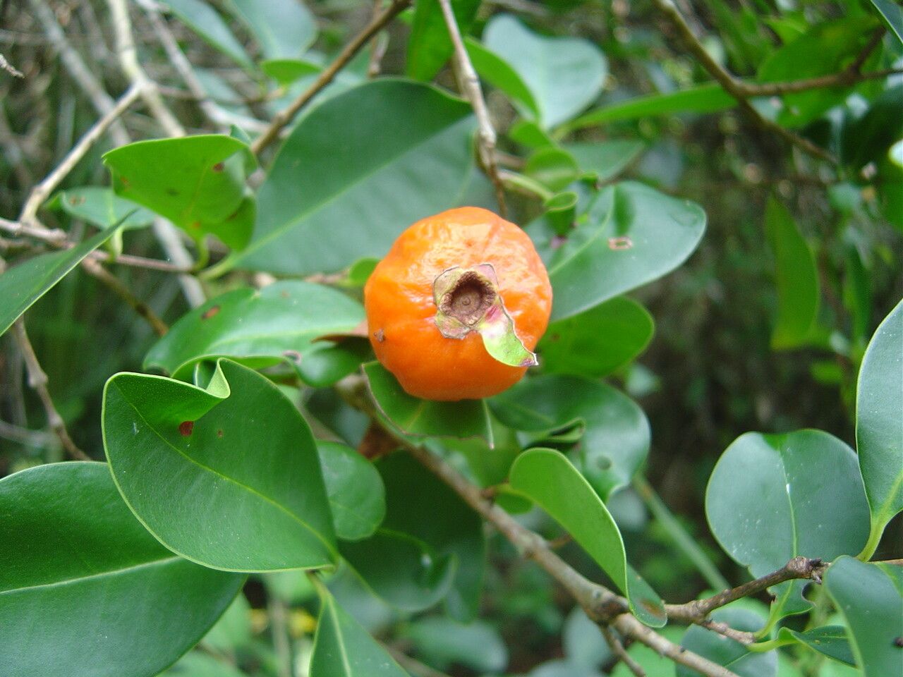 Eugenia speciosa fruit