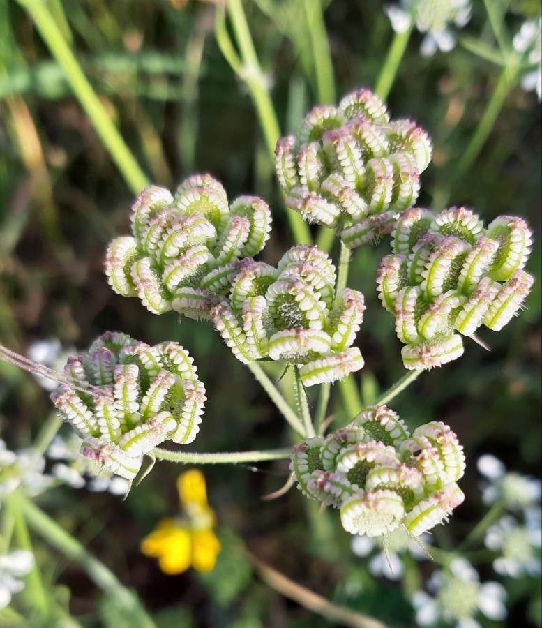 Tordylium apulum fruit