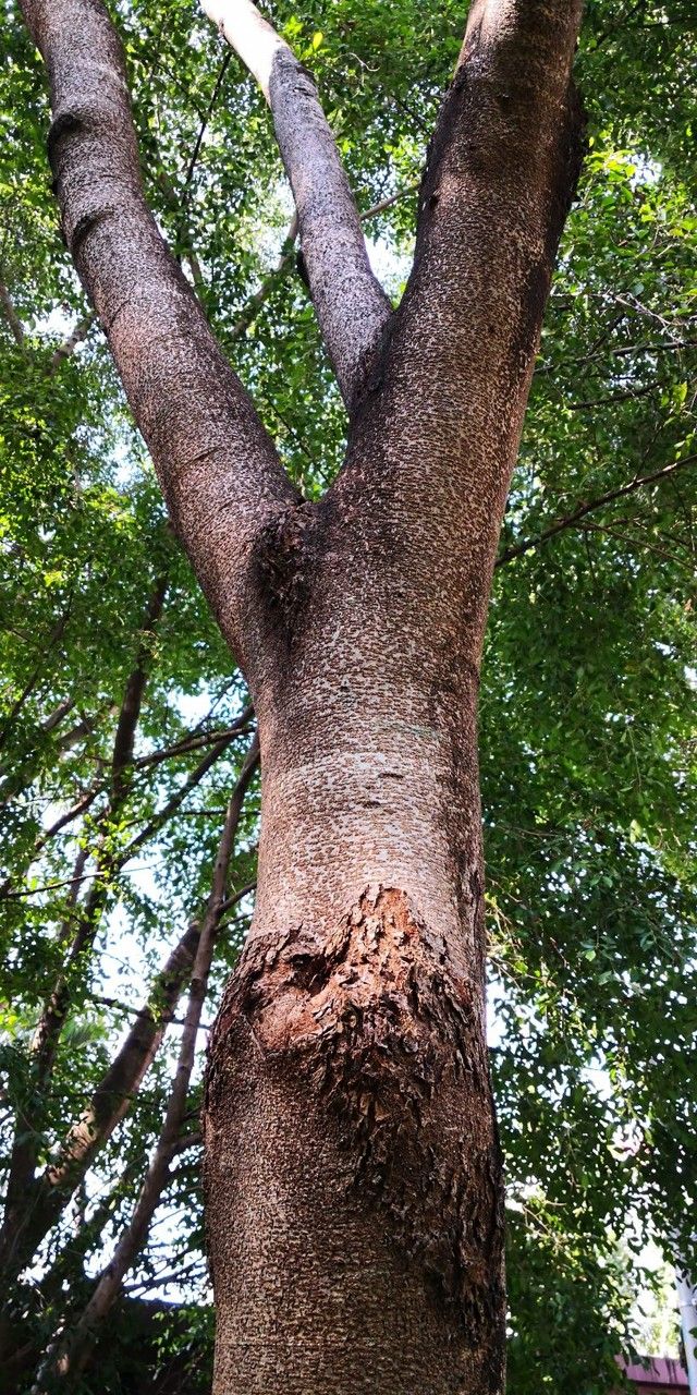 Afzelia xylocarpa habit