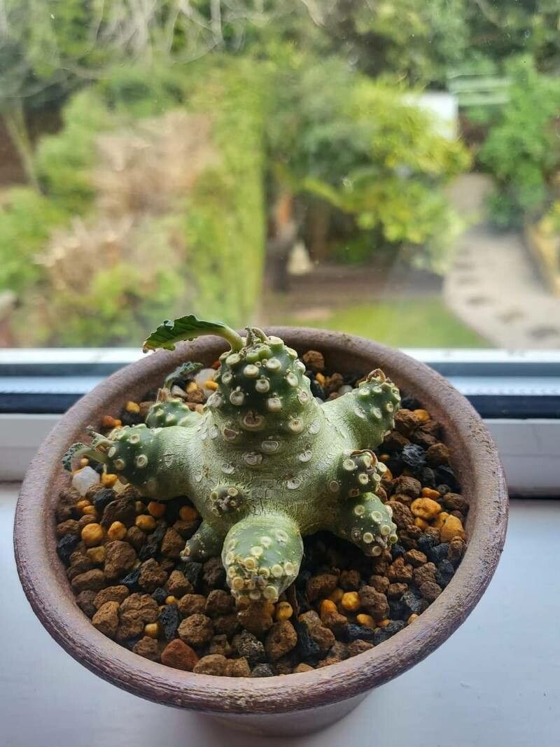 Euphorbia lavranii — houseplant care guide