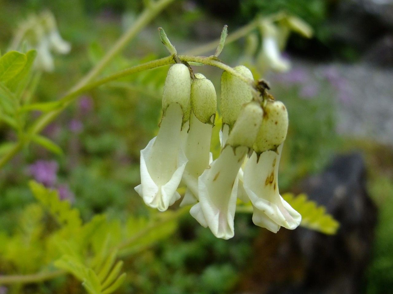 Astragalus mongholicus flower