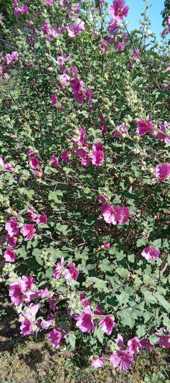 Lavatera thuringiaca leaf