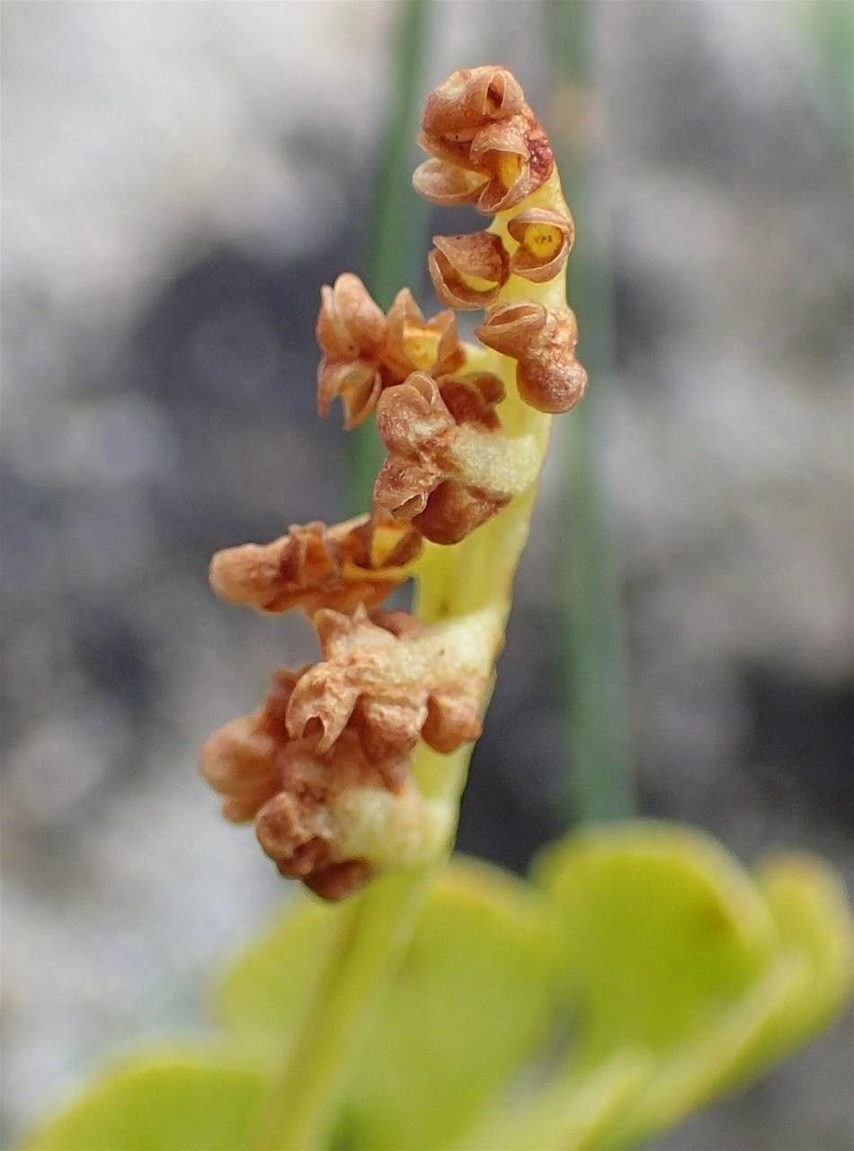 Botrychium lunaria fruit