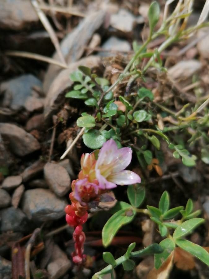 Sedum candollei flower