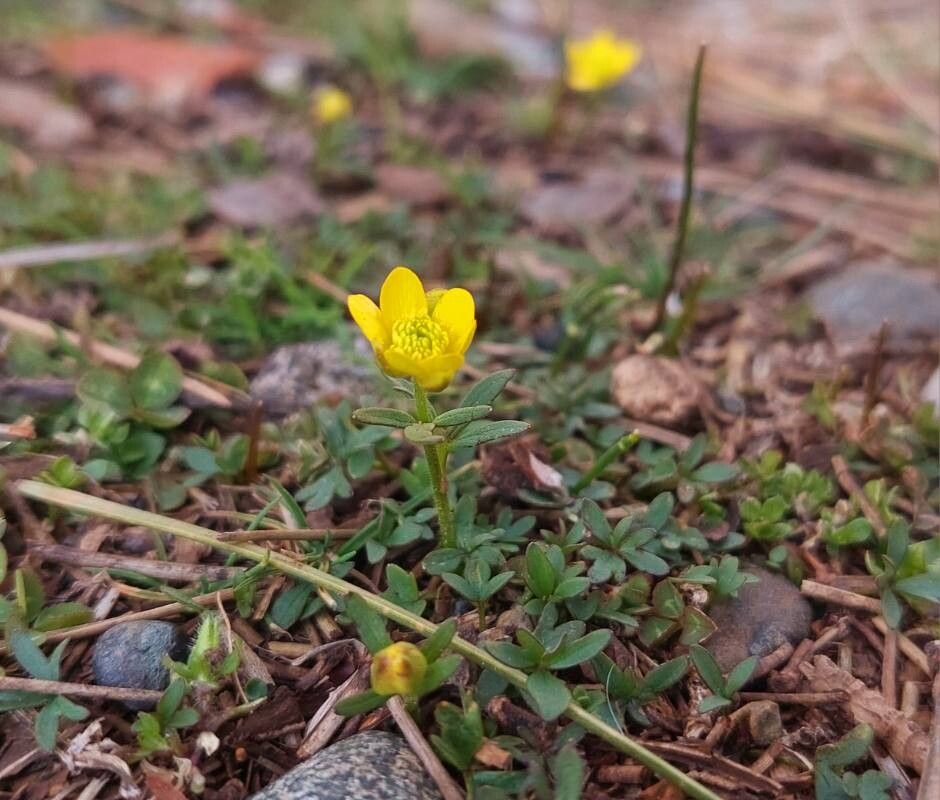 Ranunculus pygmaeus habit