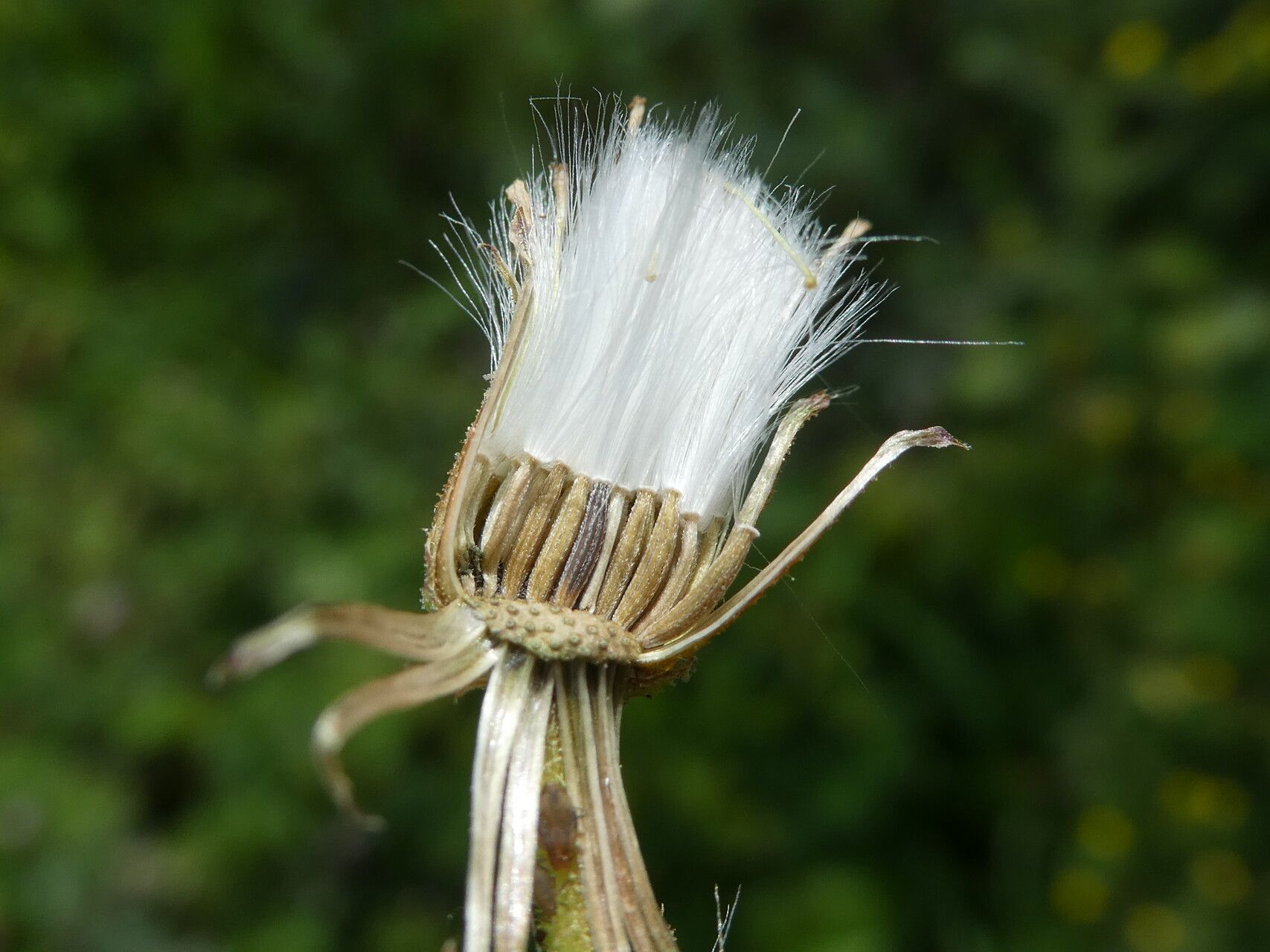 Senecio lividus fruit