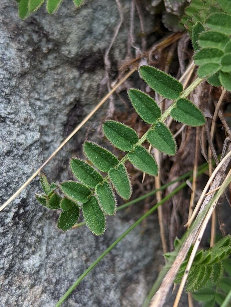 Astragalus alpinus — search result for 'Astragalus'