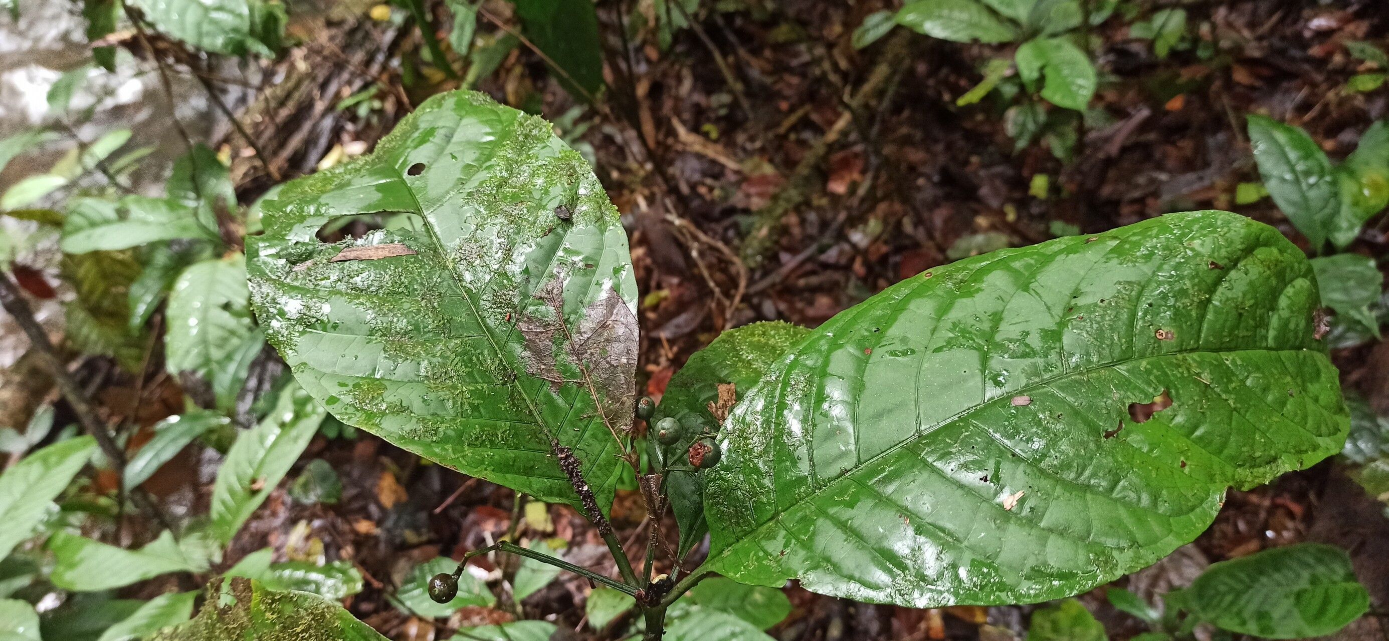 Psychotria ingentifolia — houseplant care guide