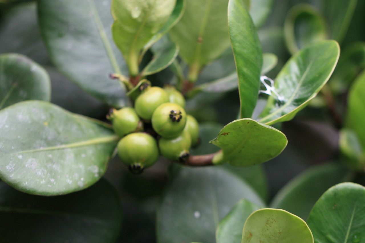 Clusia palmana fruit