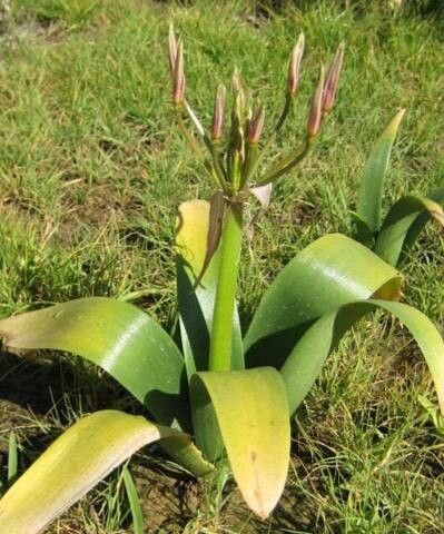 Nerine laticoma — related species from the same genus