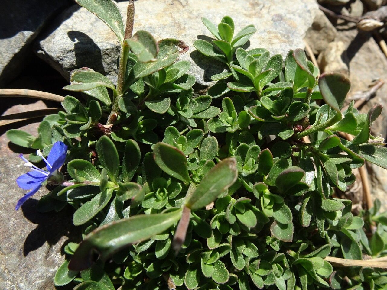 Veronica fruticans — search result for 'Plantaginaceae'