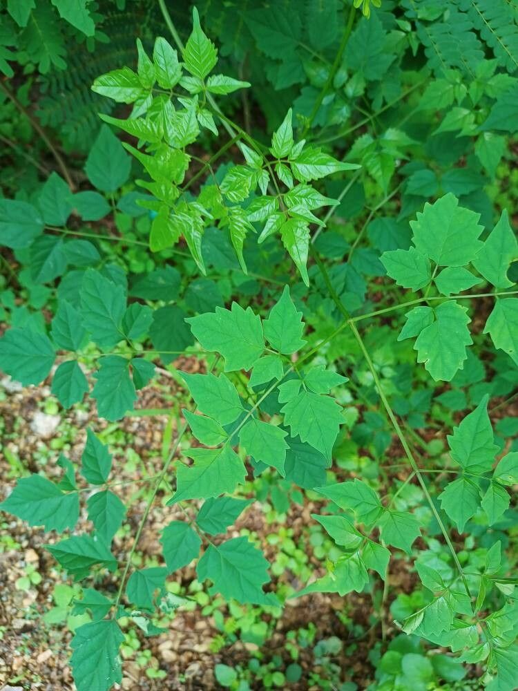 Millingtonia hortensis leaf