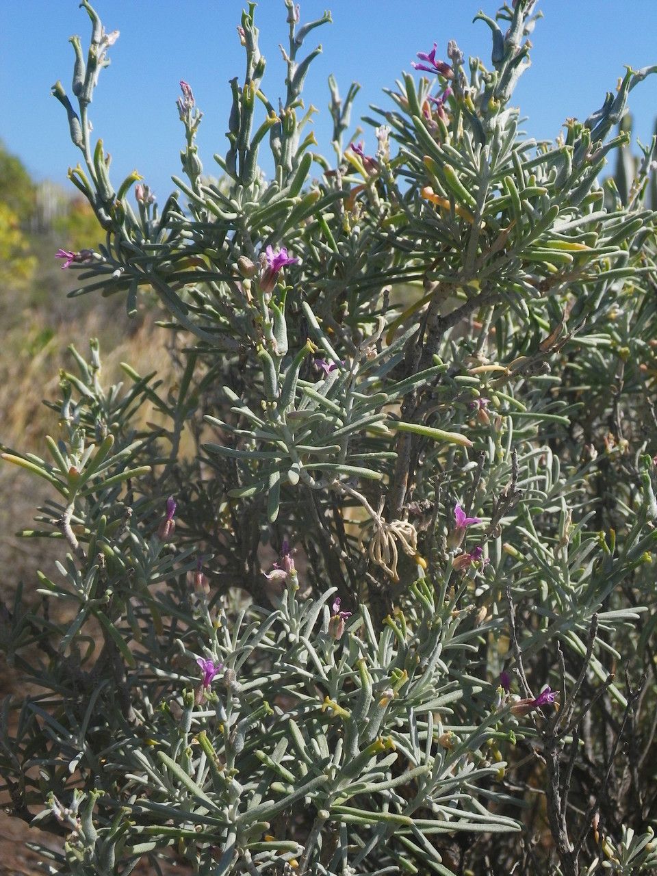 Parolinia intermedia — related species from the same genus
