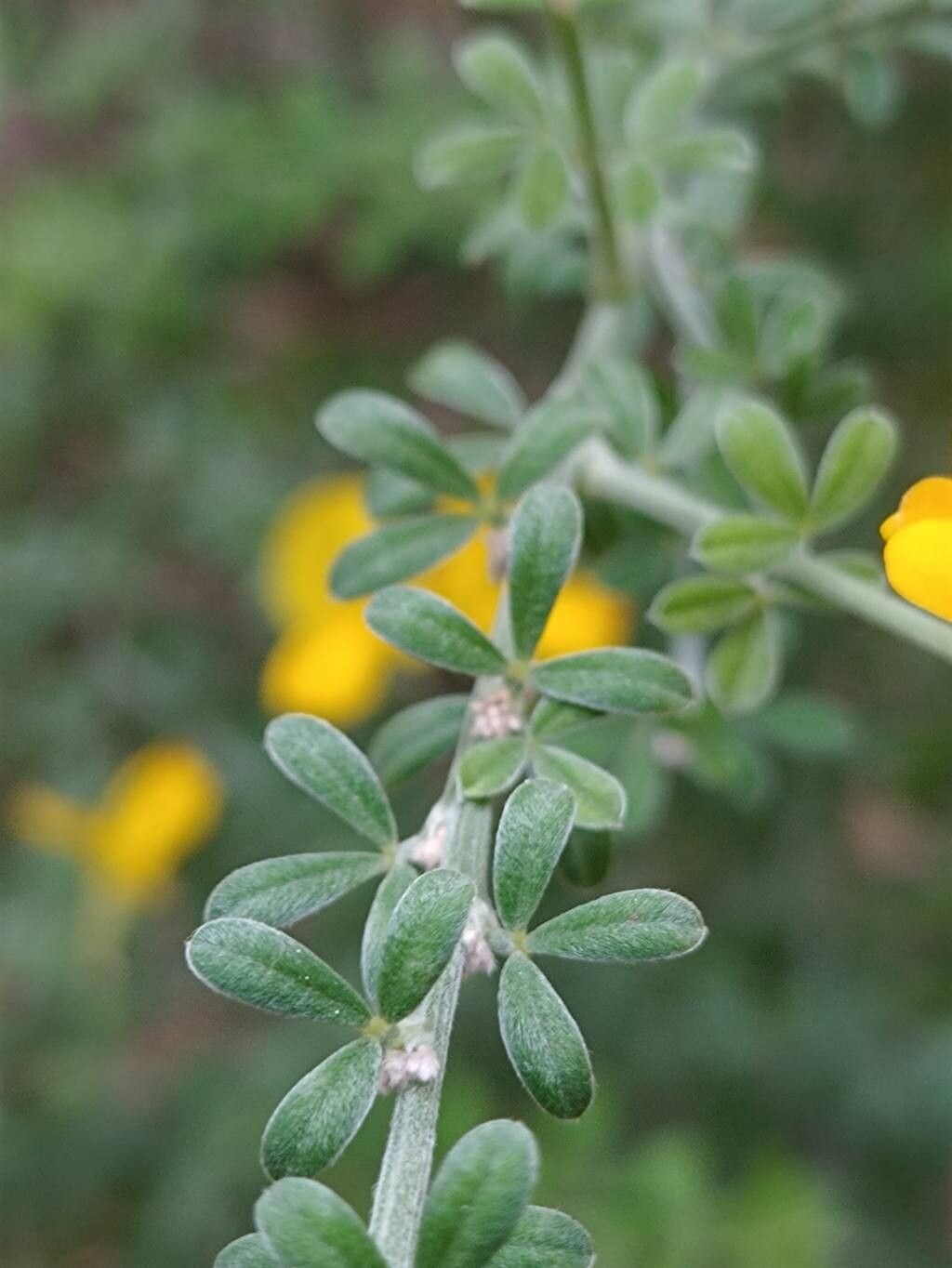 Cytisus osyrioides — houseplant care guide