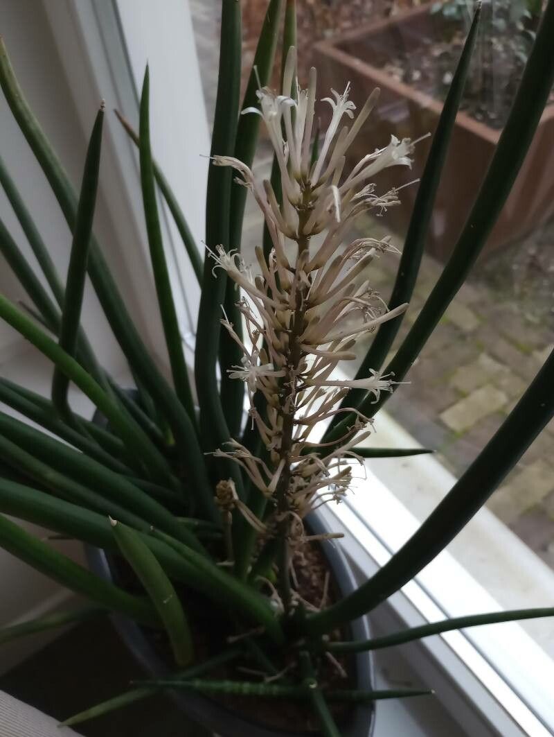 Dracaena stuckyi flower