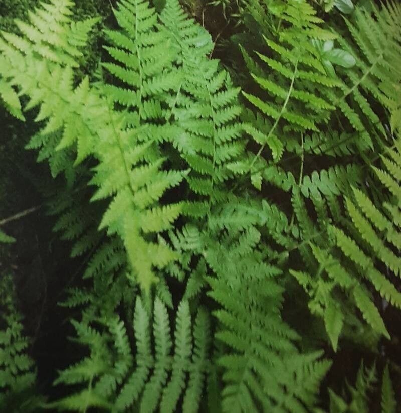 Thelypteris simulata — search result for 'Thelypteris'