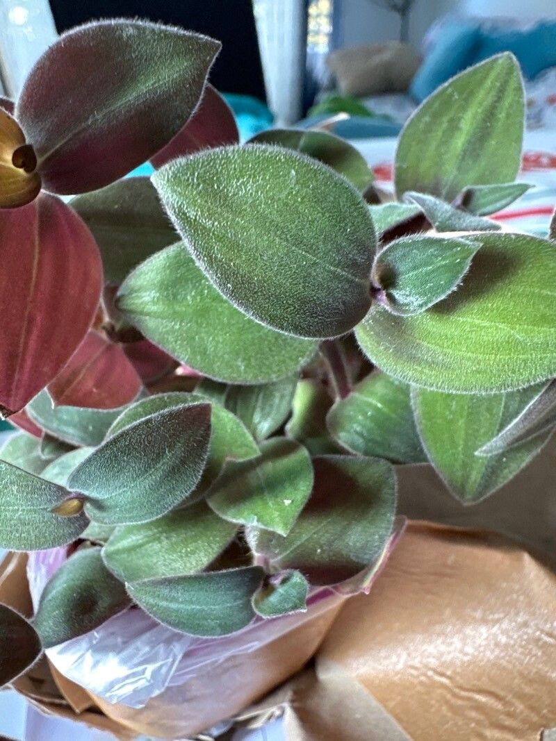 Tradescantia chrysophylla — search result for 'Tradescantia'