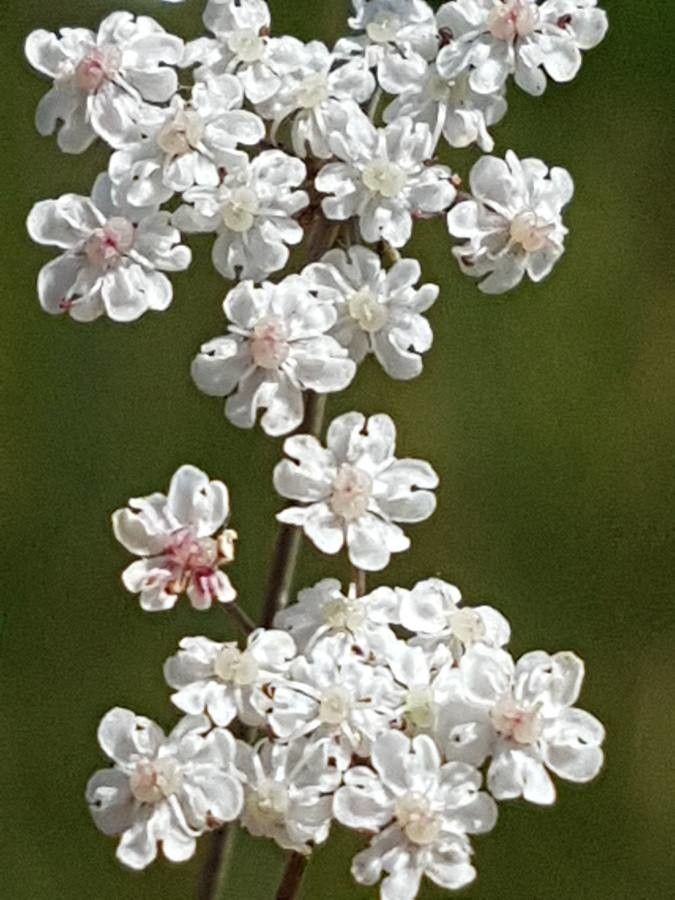 Carum verticillatum flower