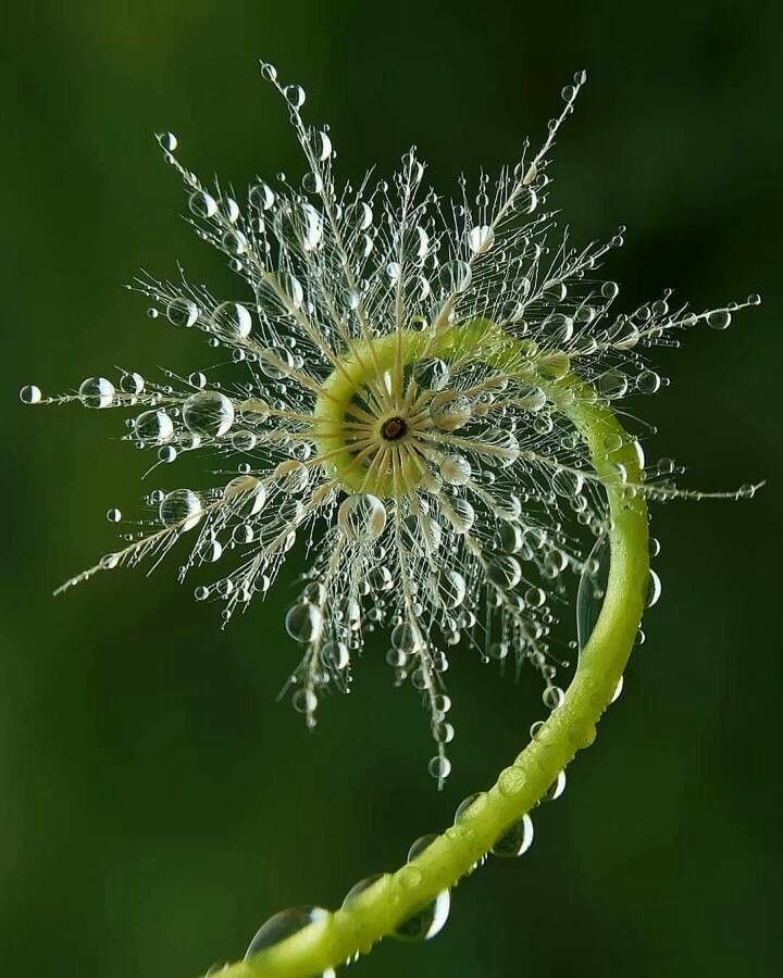 Taraxacum erythrospermum fruit