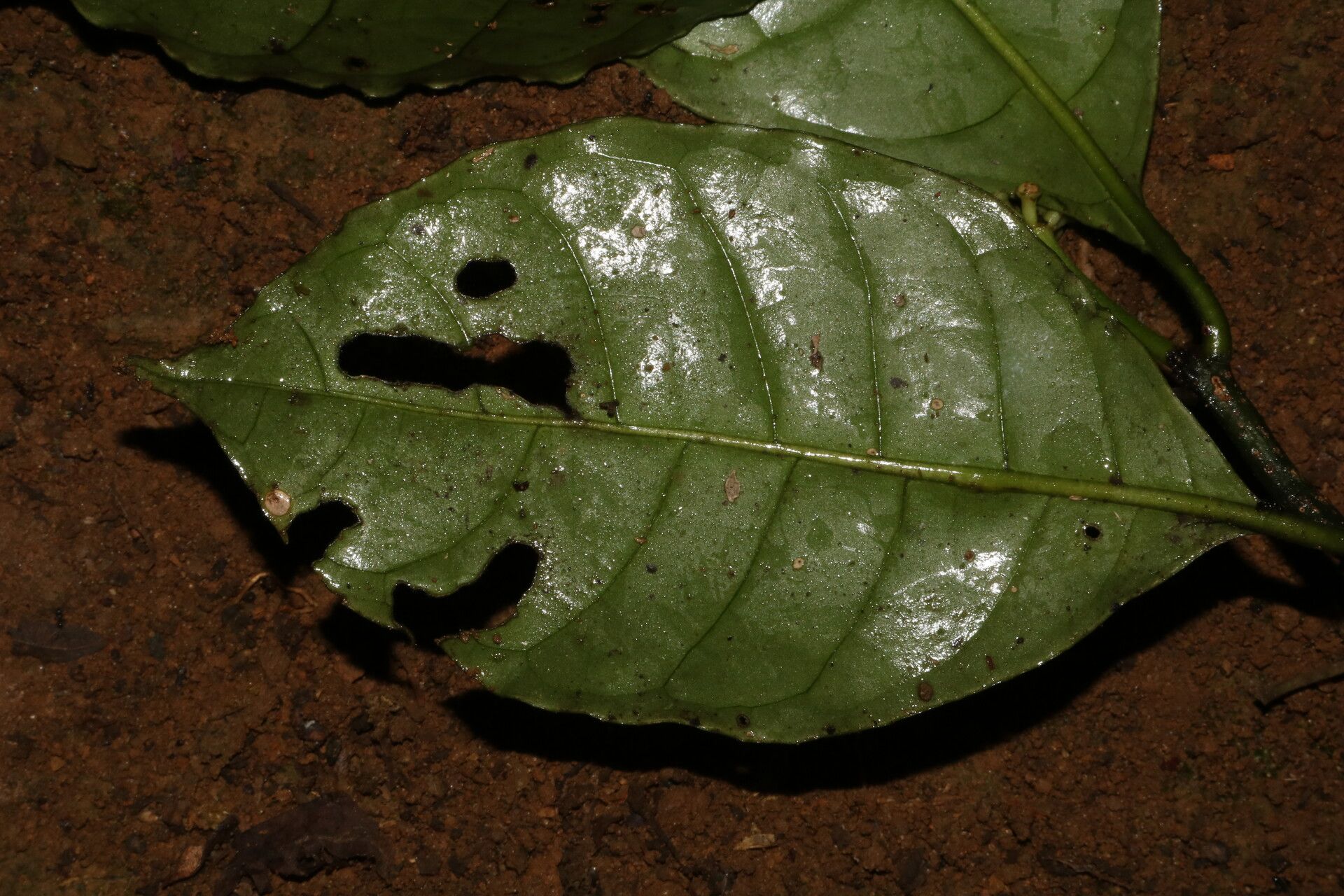 Psychotria varians leaf