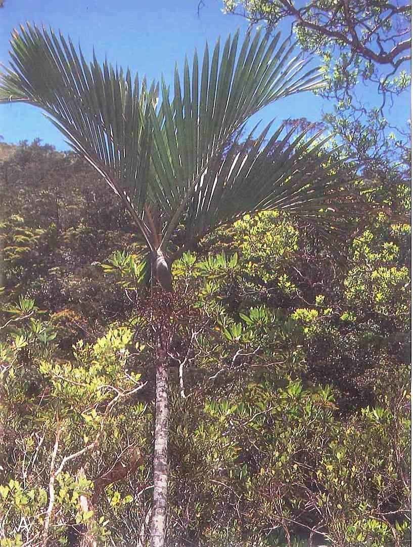 Chambeyronia huerlimannii habit